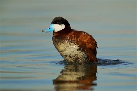 duck dick|Sexual competition among ducks wreaks havoc on penis size.